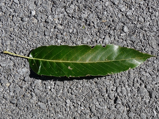 {Quercus acutissima}
